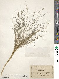 Panicum capillare image