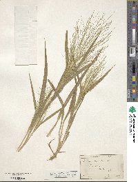 Panicum capillare image