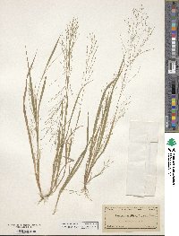 Panicum capillare image