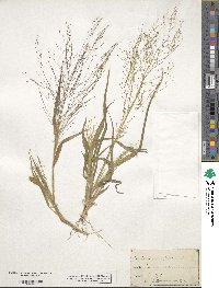 Panicum capillare image