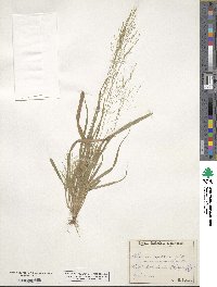 Panicum capillare image