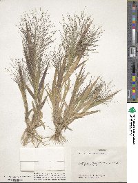 Panicum capillare image