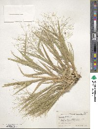 Panicum capillare image