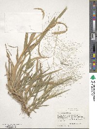 Panicum capillare image