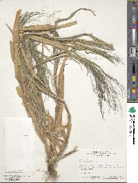 Panicum capillare image