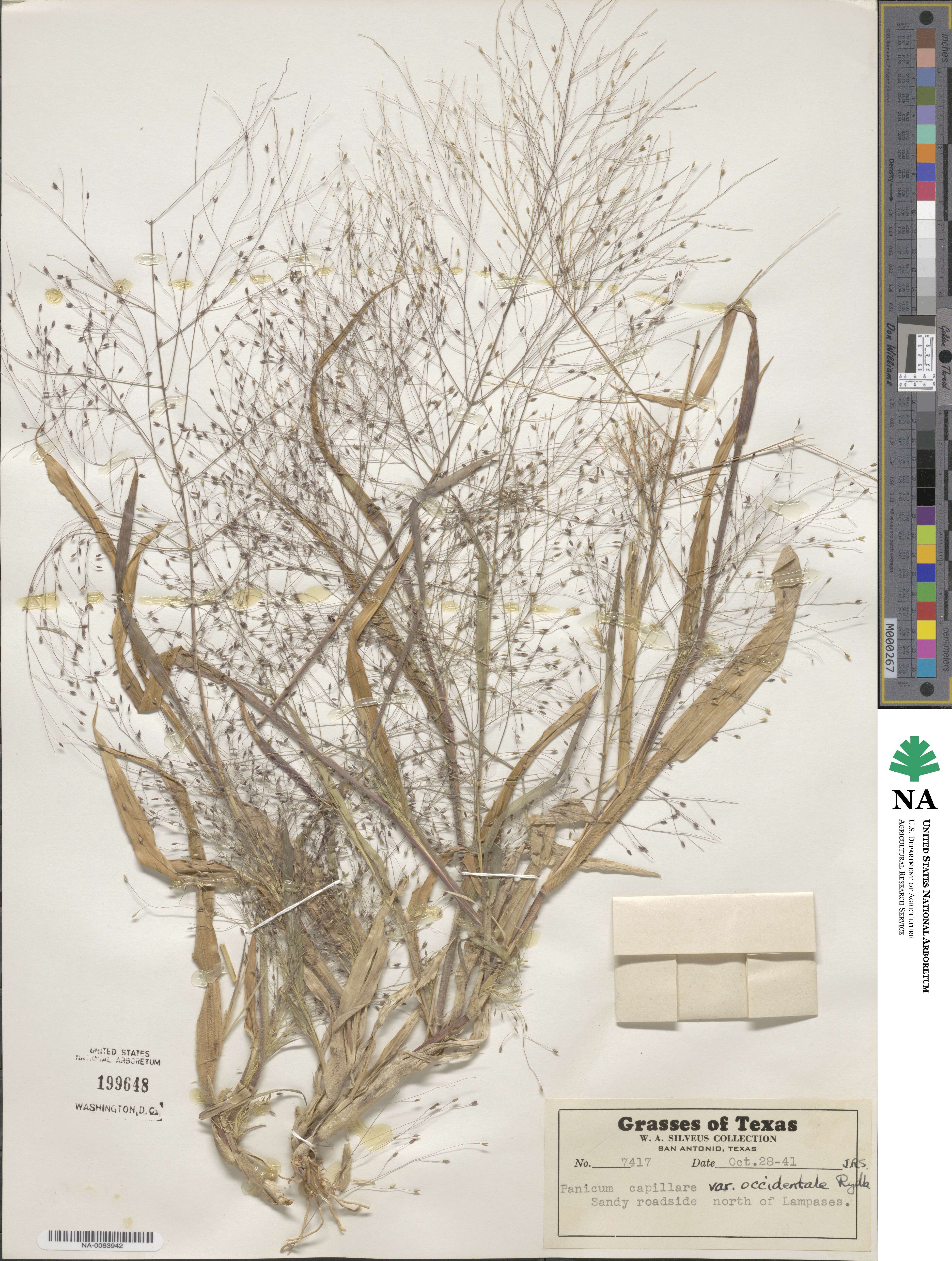 Panicum capillare image