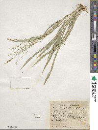 Panicum capillare image