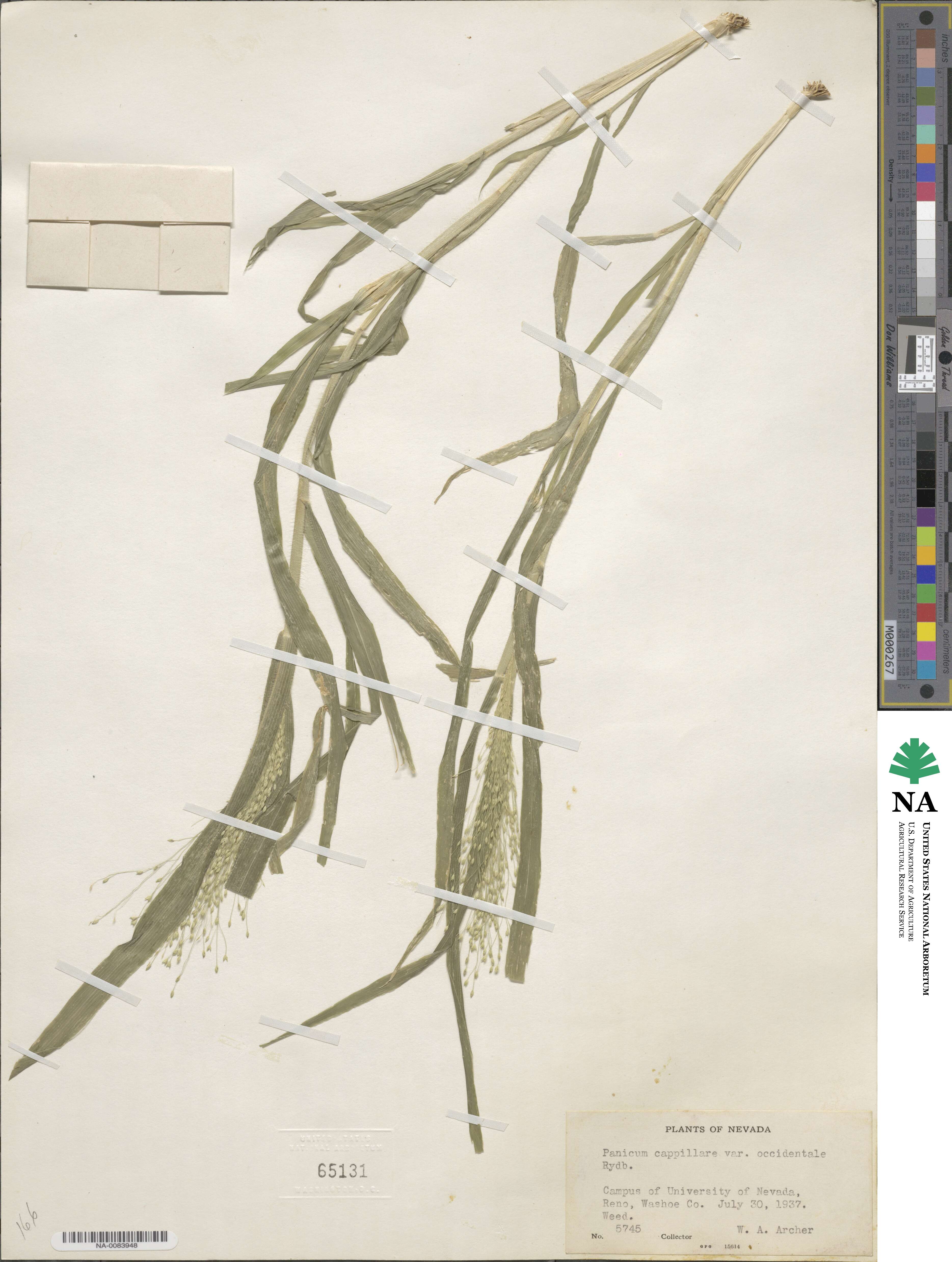 Panicum capillare image