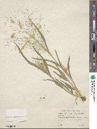 Panicum capillare image