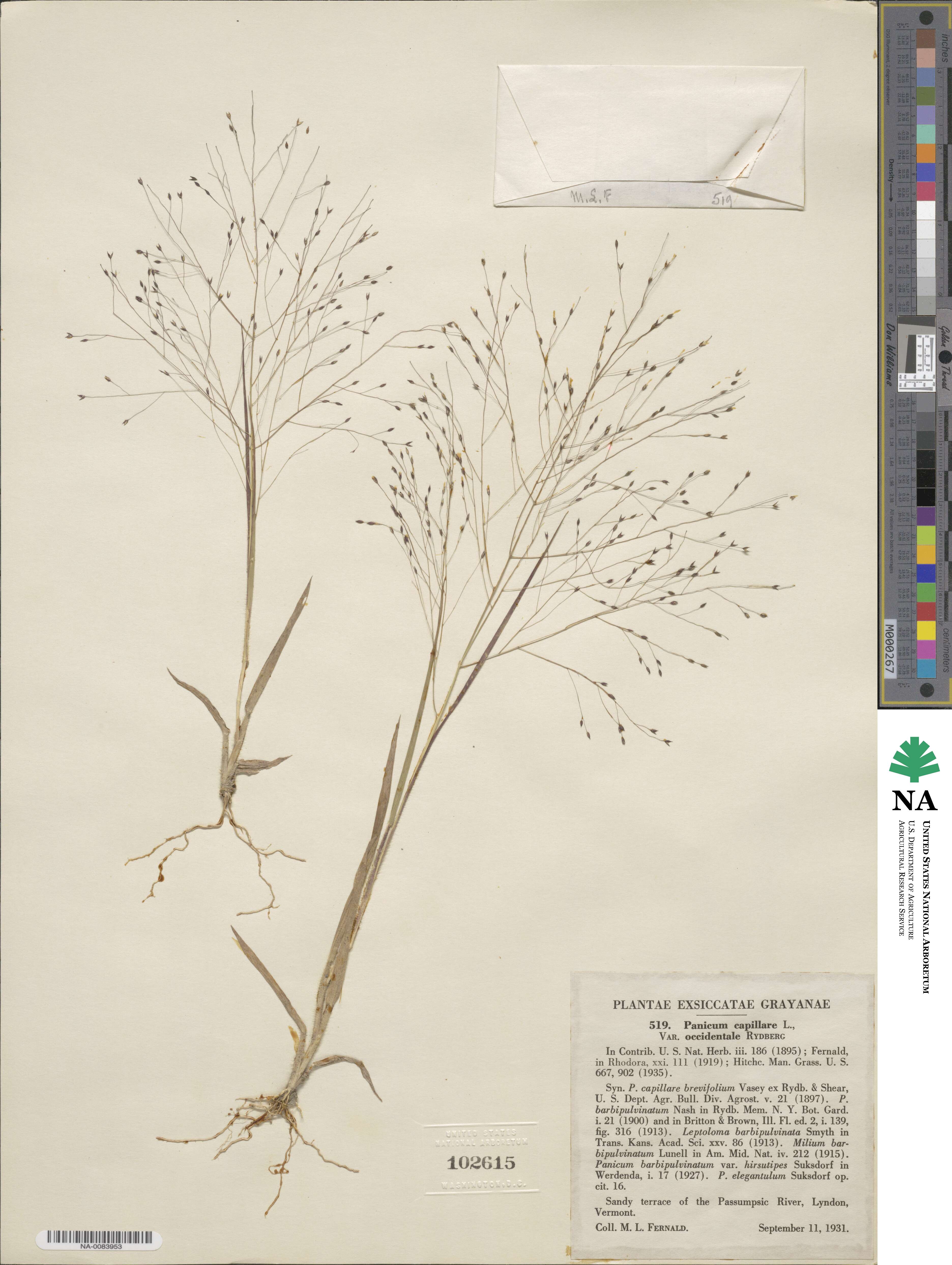 Panicum capillare image