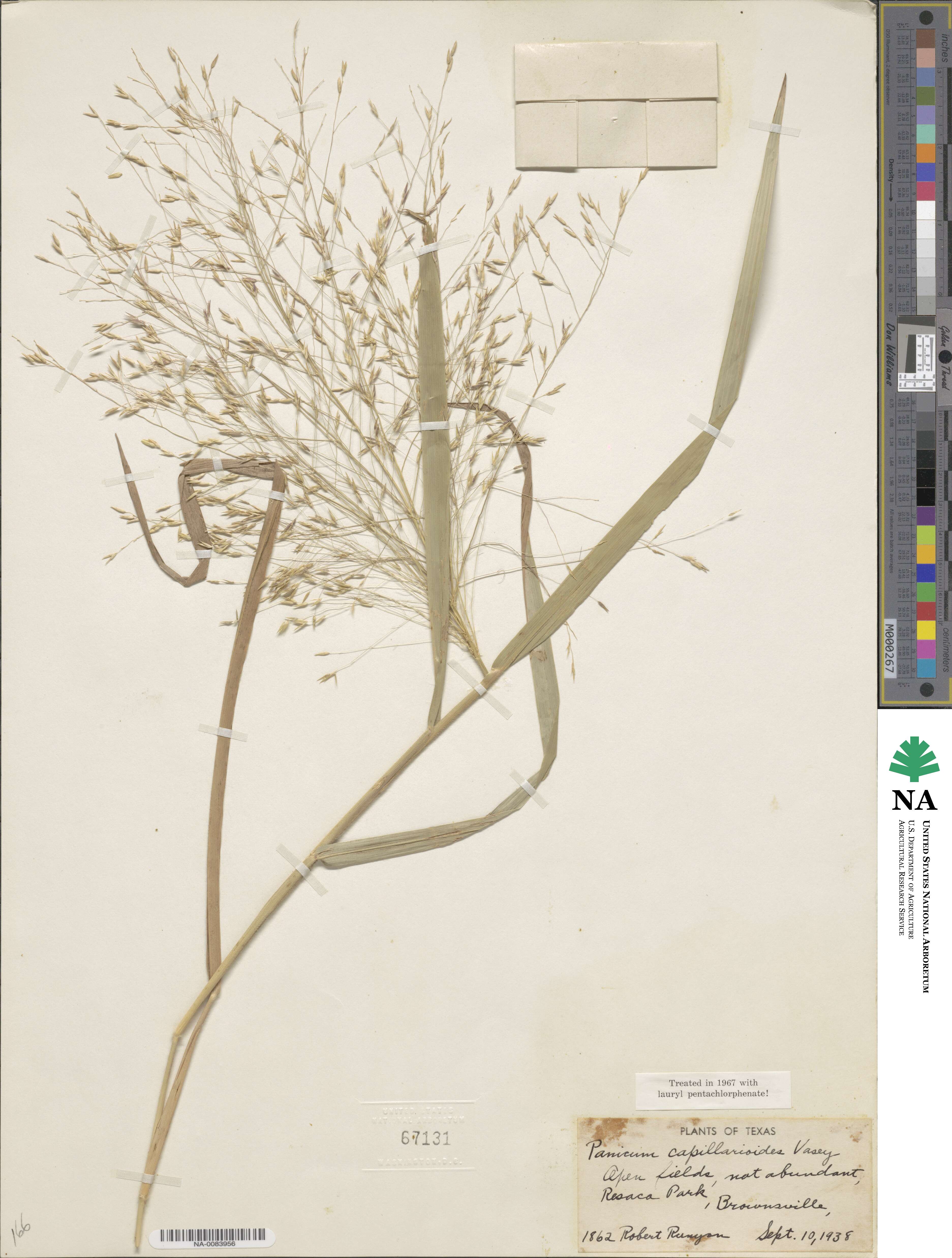Panicum capillarioides image