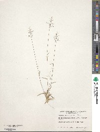 Dichanthelium ensifolium var. ensifolium image