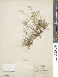 Dichanthelium ensifolium var. ensifolium image