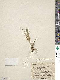 Dichanthelium ensifolium var. ensifolium image