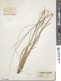 Setaria chapmanii image