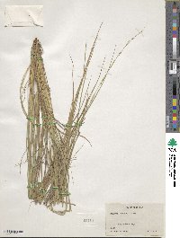 Setaria chapmanii image