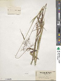 Panicum dichotomum image