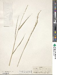 Echinochloa colona image