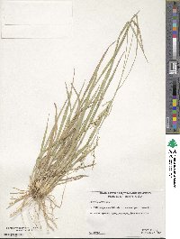 Panicum coloratum image