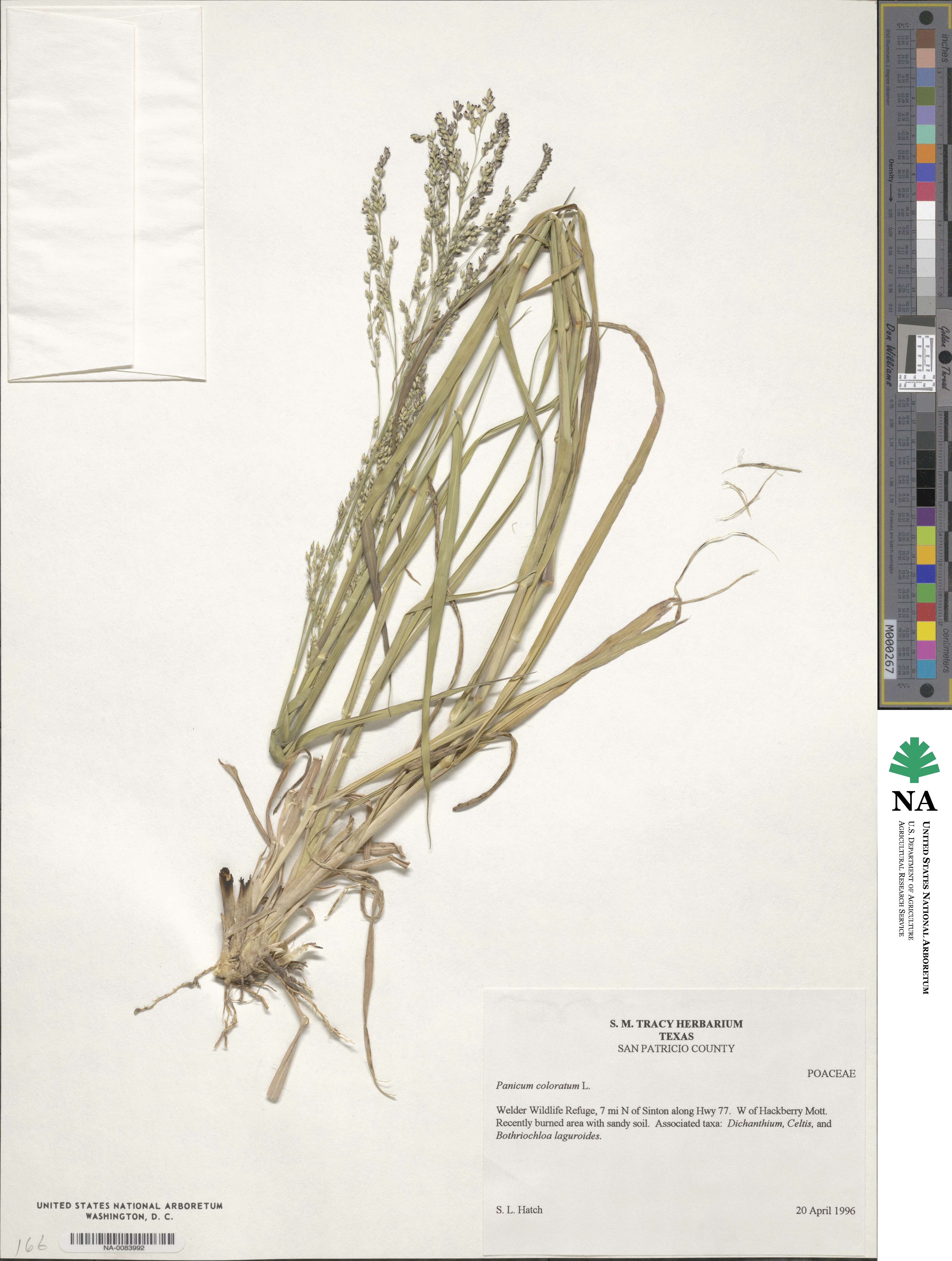 Panicum coloratum image