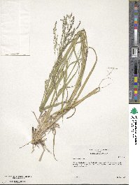 Panicum coloratum image