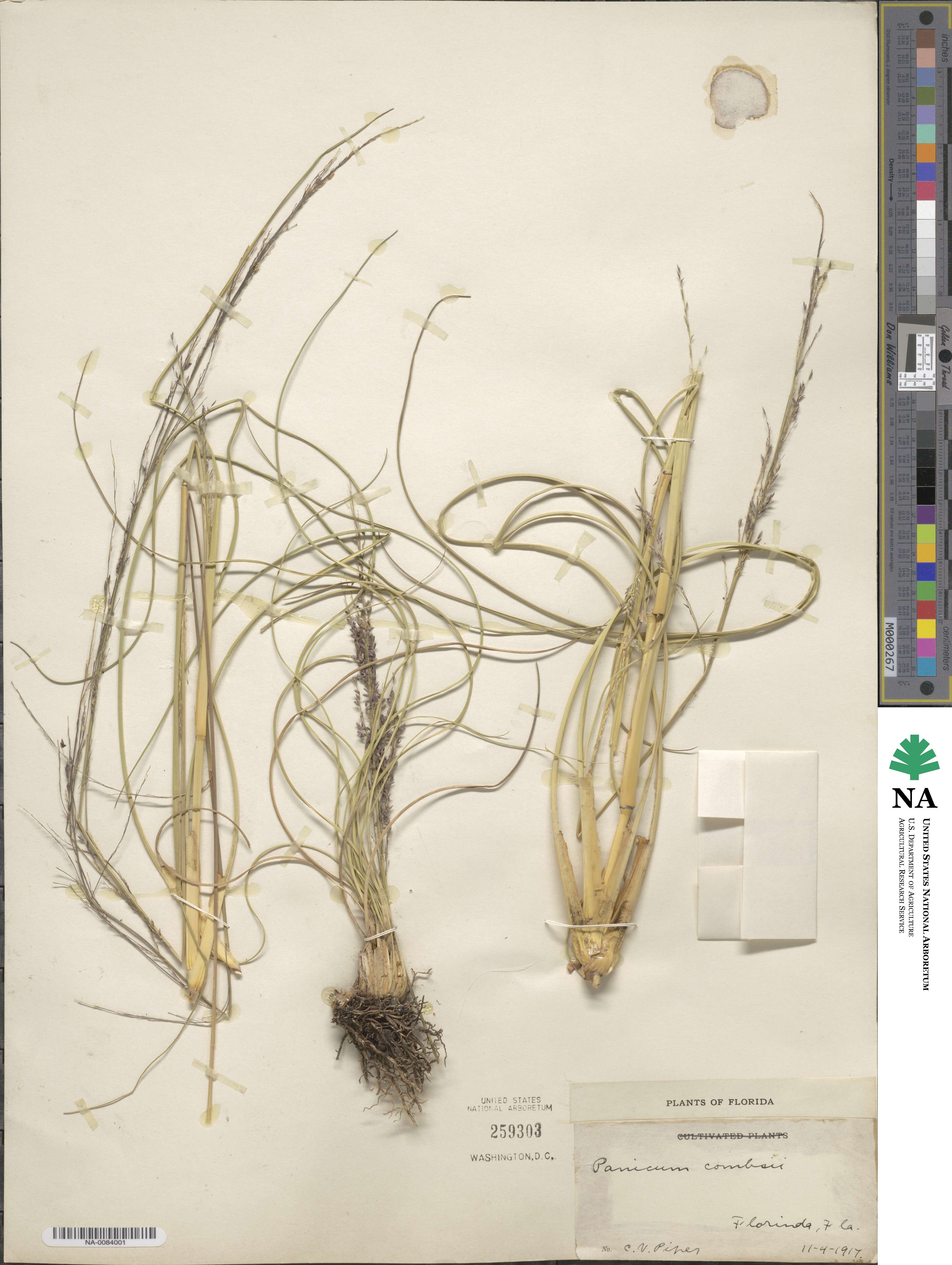 Coleataenia longifolia subsp. combsii image