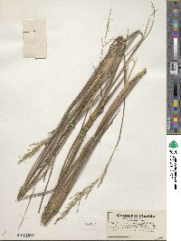 Coleataenia longifolia subsp. combsii image