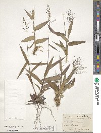 Panicum commutatum image