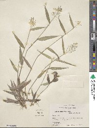 Panicum commutatum image