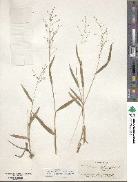 Panicum commutatum image