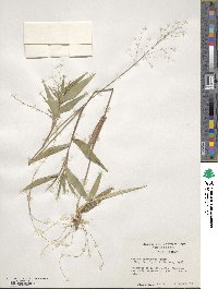 Panicum commutatum image