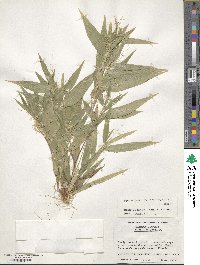 Panicum commutatum image