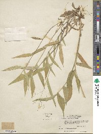 Panicum commutatum image