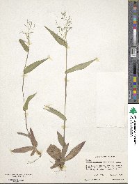 Panicum commutatum image