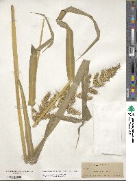 Echinochloa crus-galli image