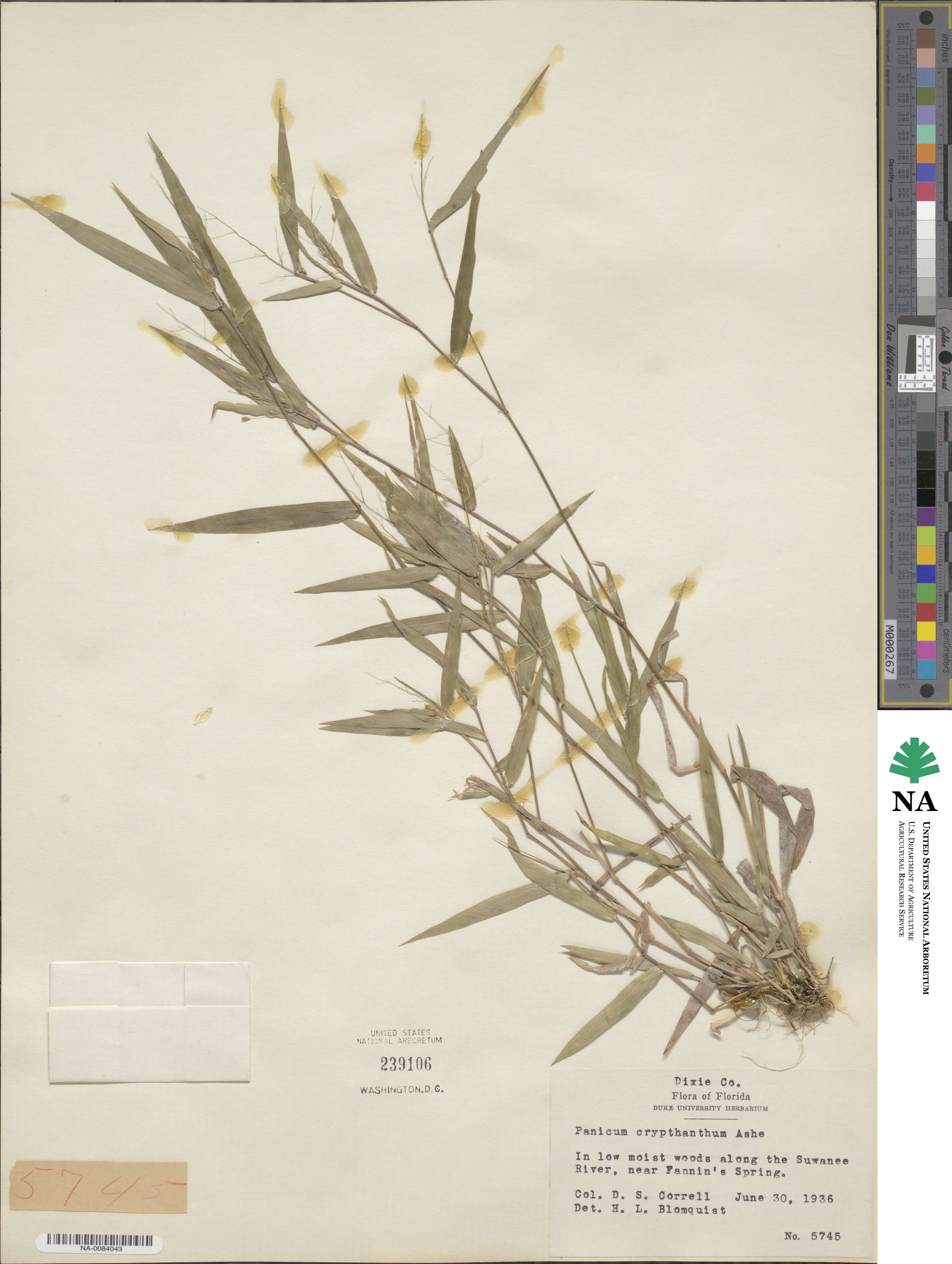Dichanthelium scabriusculum image