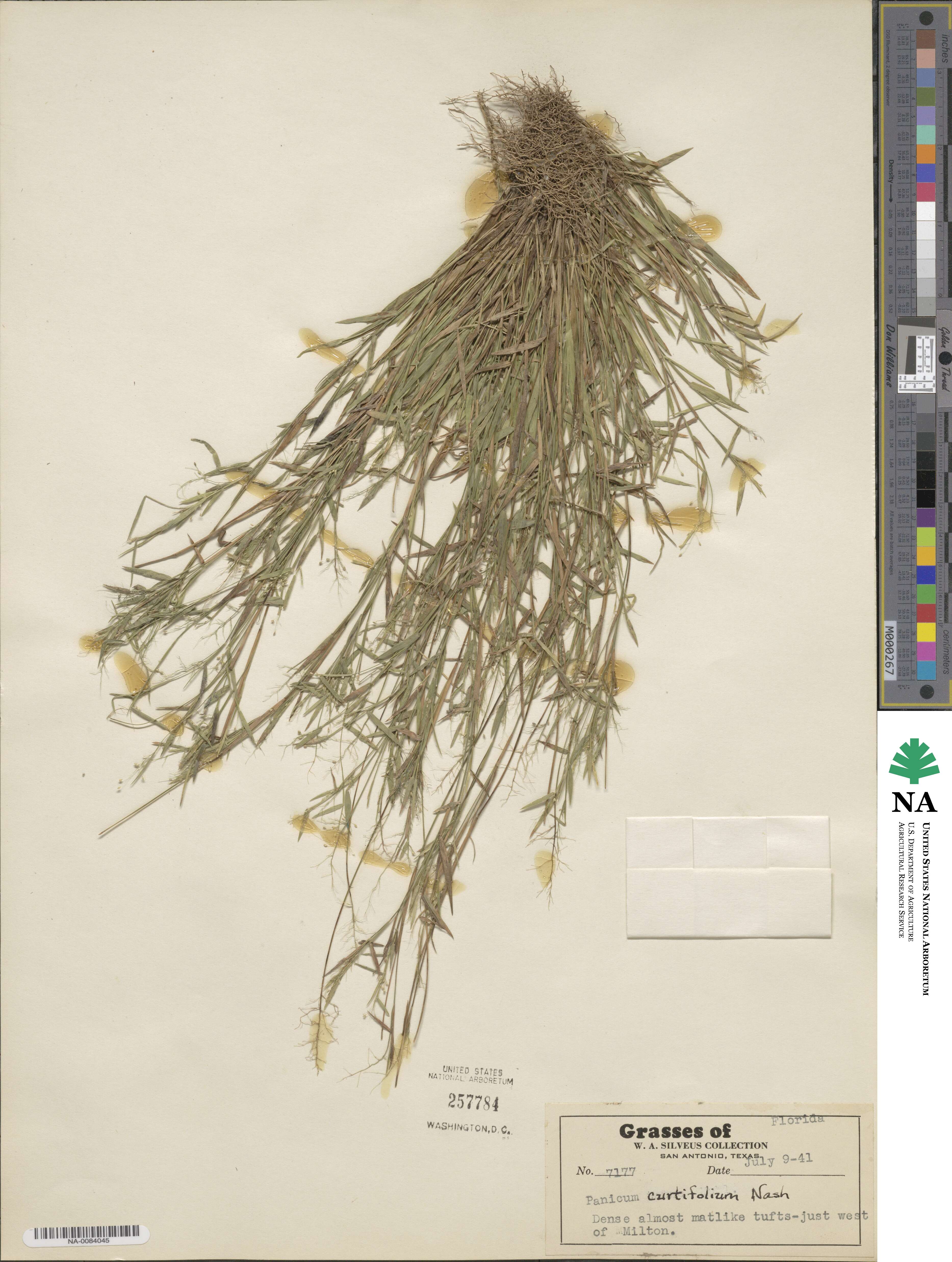 Dichanthelium ensifolium image