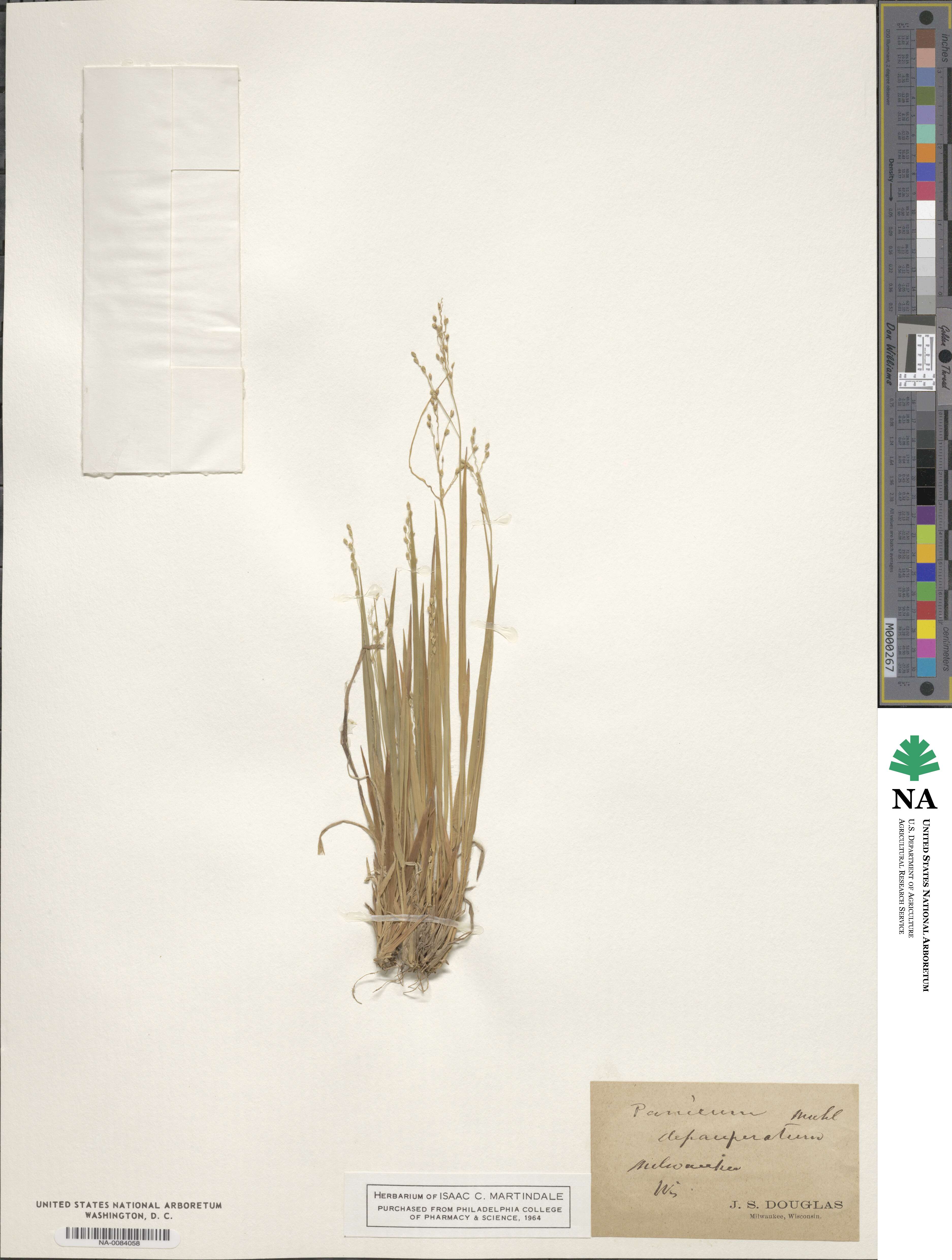 Dichanthelium depauperatum image