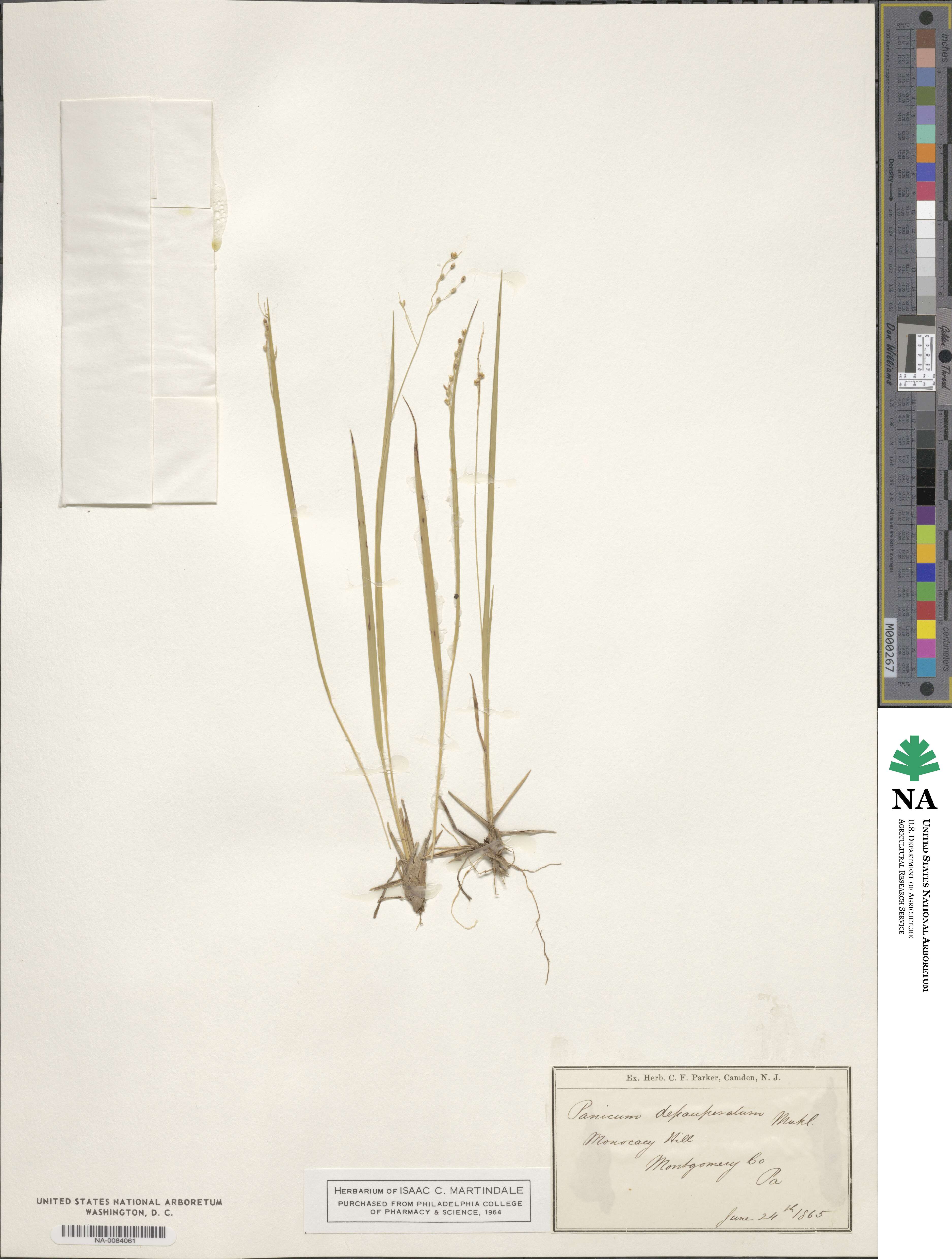 Dichanthelium depauperatum image