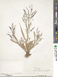 Panicum dichotomiflorum image