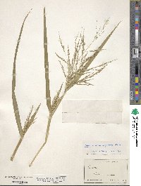 Panicum dichotomiflorum image