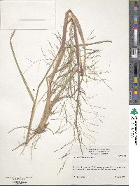 Panicum dichotomiflorum image