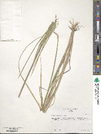 Panicum dichotomiflorum image