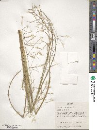 Panicum dichotomiflorum image