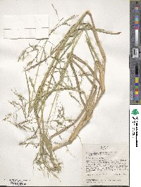 Panicum dichotomiflorum image