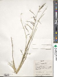 Panicum dichotomiflorum image