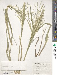 Panicum dichotomiflorum image