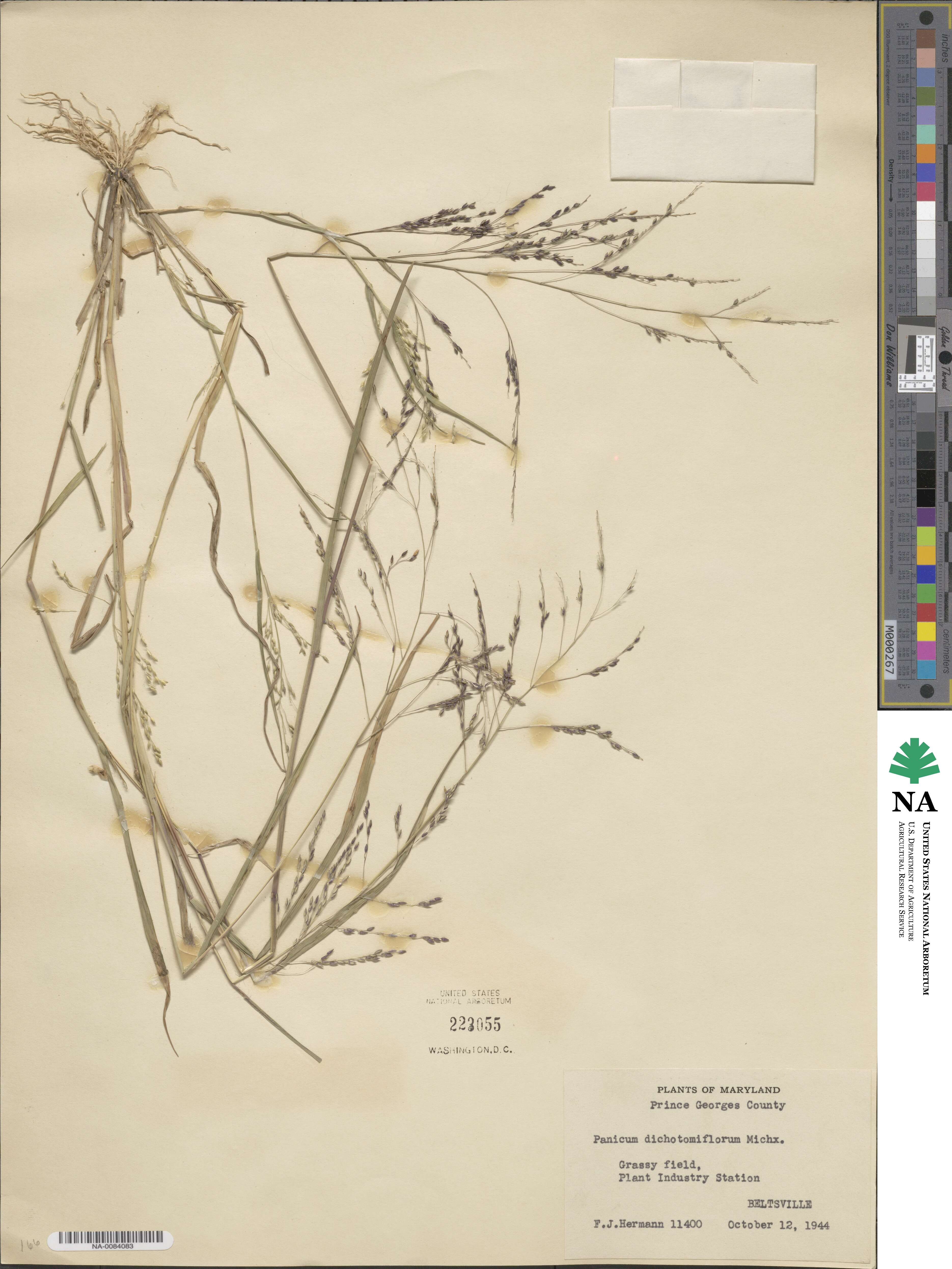 Panicum dichotomiflorum image