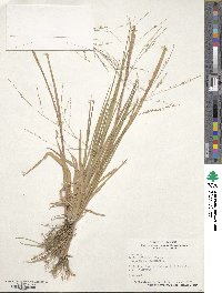 Panicum dichotomiflorum image