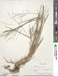 Panicum dichotomiflorum image